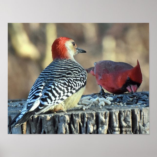 Red Cardinal och Red Belllied Woodpecker Poster (Framsidan)