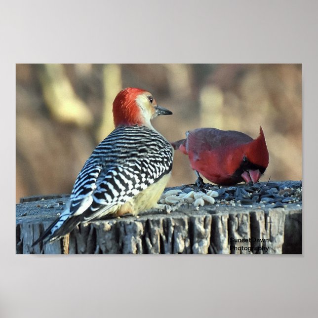 Red Cardinal och Red Belllied Woodpecker Poster (Framsidan)