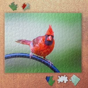 Red Cardinal Photo med underbart uttryck Pussel