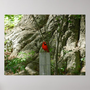 RED CARDINAL poster