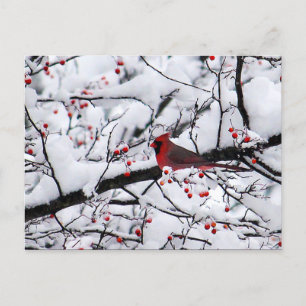 Red Cardinal Snö Träd Photo-jul Vykort