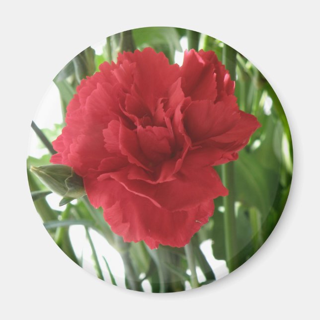 Red Carnation Magnet (Framsidan)