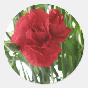 Red Carnation Stickers Runt Klistermärke