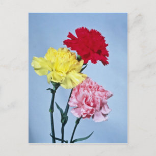 Red Carnation-undersökning om vita blommor Vykort