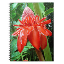 Red Carriböna Ro Exotic Flower