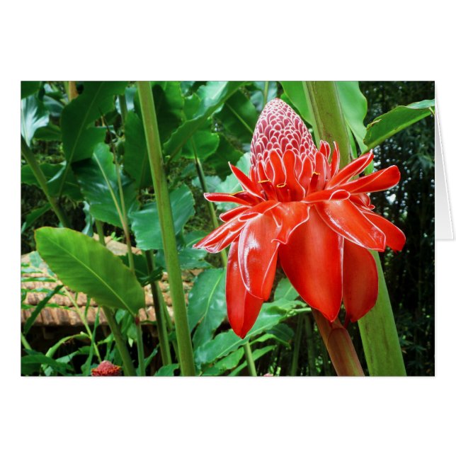 Red Carriböna Ro Exotic Flower Hälsningskort (Framsidan Horizontal)