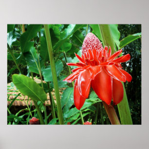 Red Carriböna Ro Exotic Flower Poster