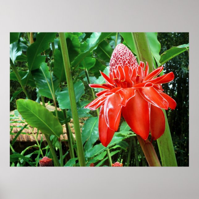 Red Carriböna Ro Exotic Flower Poster (Framsidan)