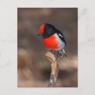 Red-ccap Robin Vykort