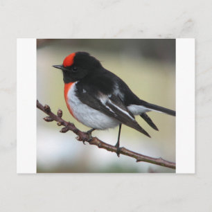 Red Ccap Robin Vykort
