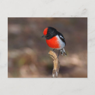 Red-ccap Robin Vykort