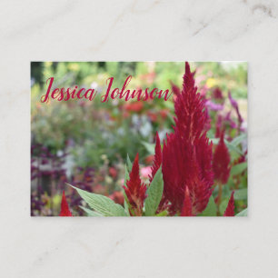 Red Celosia Flower Blommigt Nature Garden Photogra Visitkort