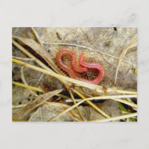 Red Centipede Geophilomorpha (strigami) Vykort