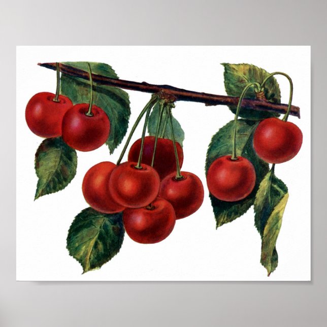Red Cherries Poster (Framsidan)