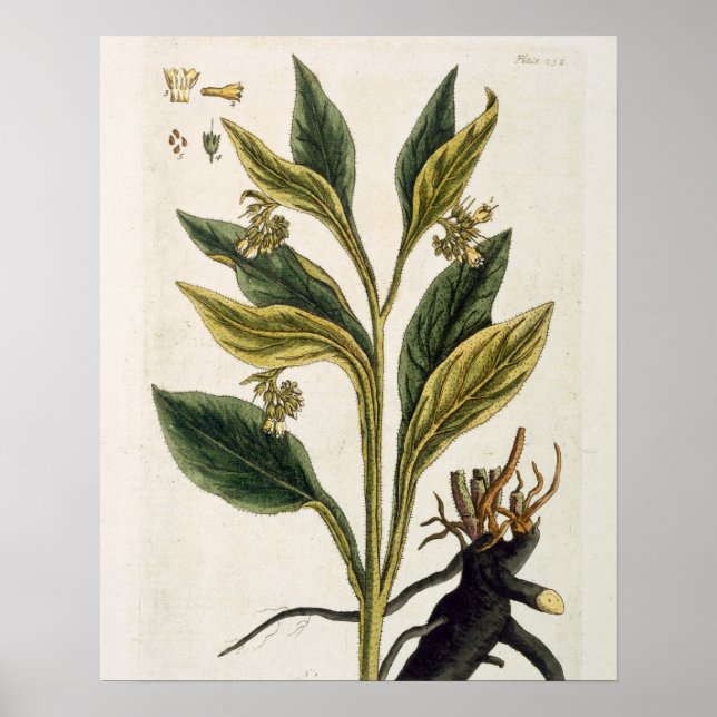 Red Chili (färg engrave) Poster (Framsidan)