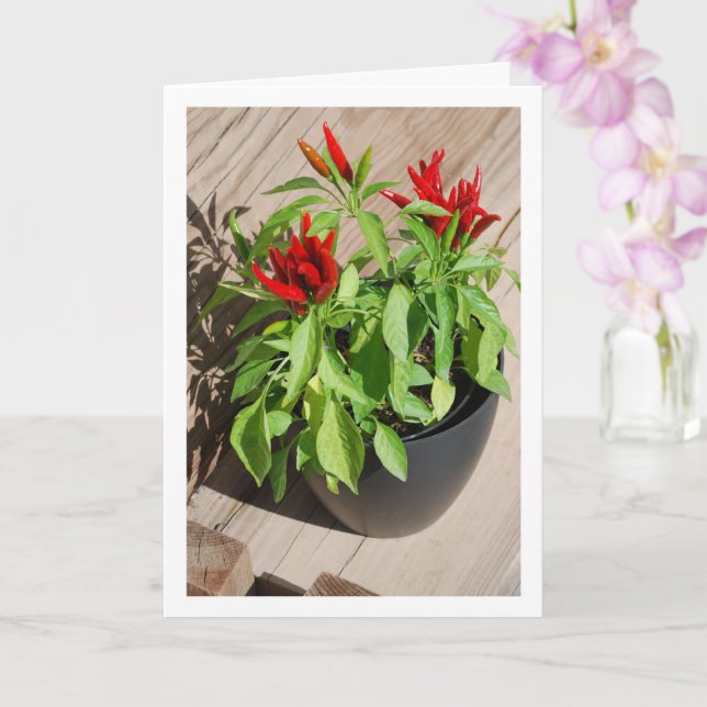 Red Chili Pepper Plant i Pot Kort (Orkide)