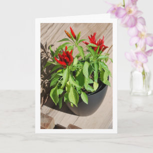 Red Chili Pepper Plant i Pot Kort