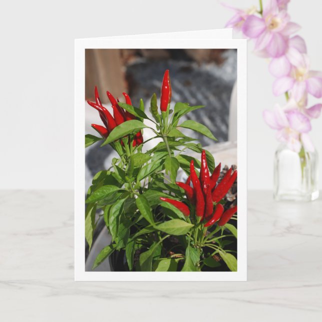 Red Chili Pepper Plant Kort (Orkide)