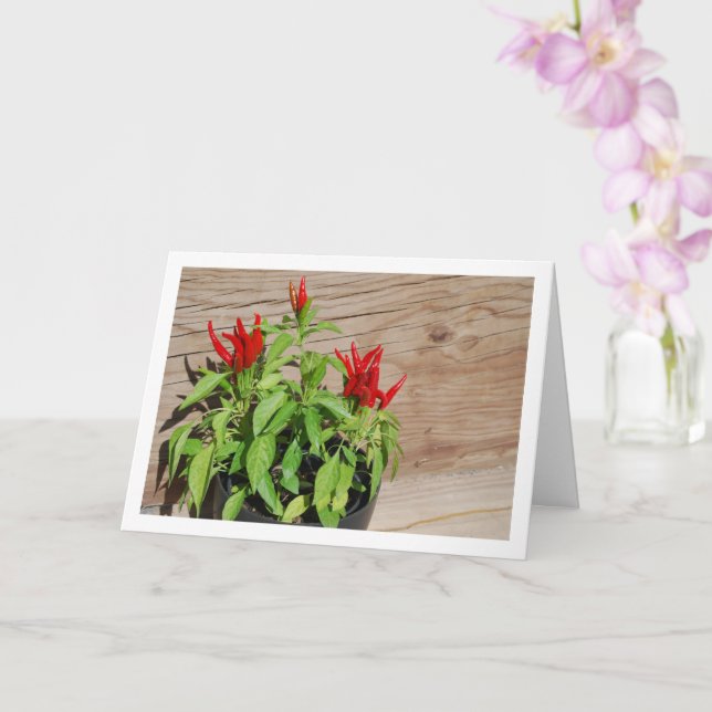 Red Chili Pepper Plant Visning Kort (Orkide)