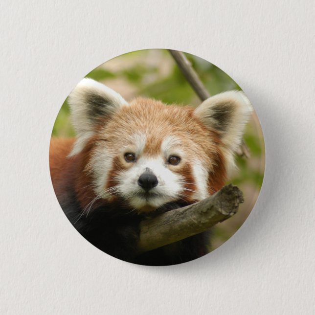 red-chinese-panda10x10 knapp (Framsida)