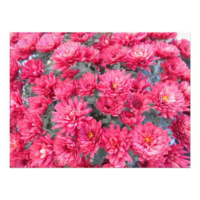 Red Chrysanthemum Flowers Fototryck (Framsidan)