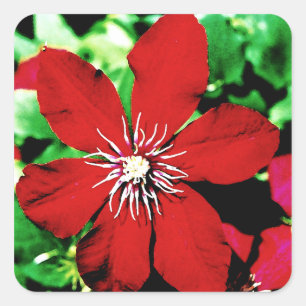 Red Clematis klätterbössor Fyrkantigt Klistermärke