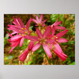 Red Clintonia Flowers i Redwood Poster