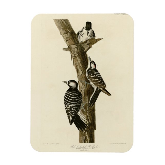 Red-Cockaded Woodpecker Audubon's Birds of America Magnet (Vertikal)