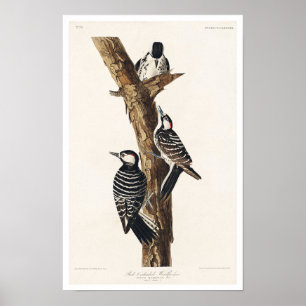 Red Cockaded Woodpecker by Audubon Poster