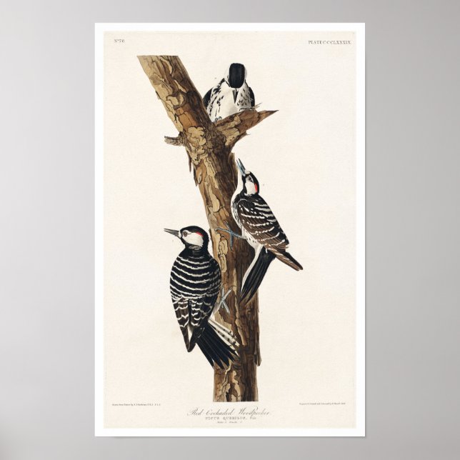 Red Cockaded Woodpecker by Audubon Poster (Framsidan)