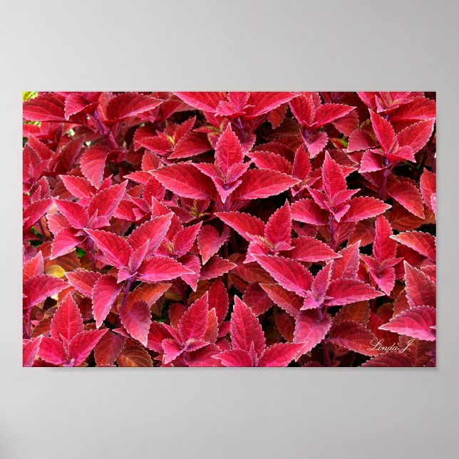 Red Coleus Background Struktur Canvas eller Poster (Framsidan)