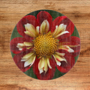 Red Collarette Dahlia Blommigt