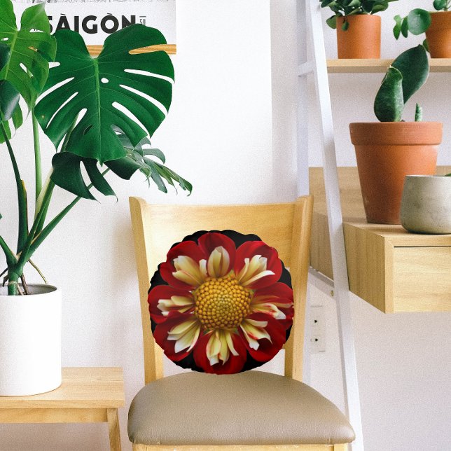Red Collarette Dahlia-Blommigten på Black Rund Kudde (In Situ Chair)