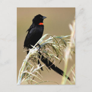 Red Collred Widow South Afrika Vykort