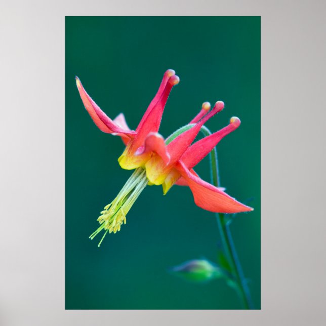 Red Columbine Poster (Framsidan)