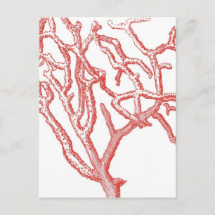 Red Coral Vykort