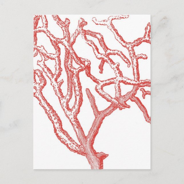 Red Coral Vykort (Framsida)