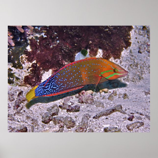 Red Coris Poster (Framsidan)