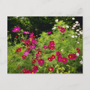 Red Cosmos-blommor Vykort