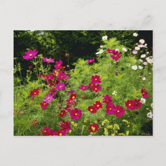 Red Cosmos-blommor Vykort (Framsida)