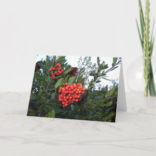 Red Cotonou Berries: Julhelg Helgkort
