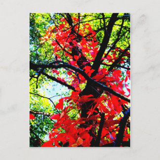 Red Creeper 2.jpg Vykort