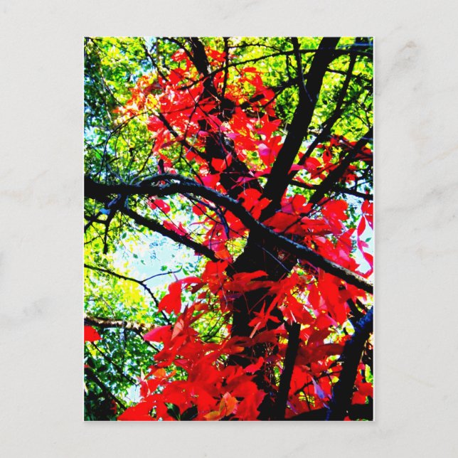 Red Creeper 2.jpg Vykort (Framsida)