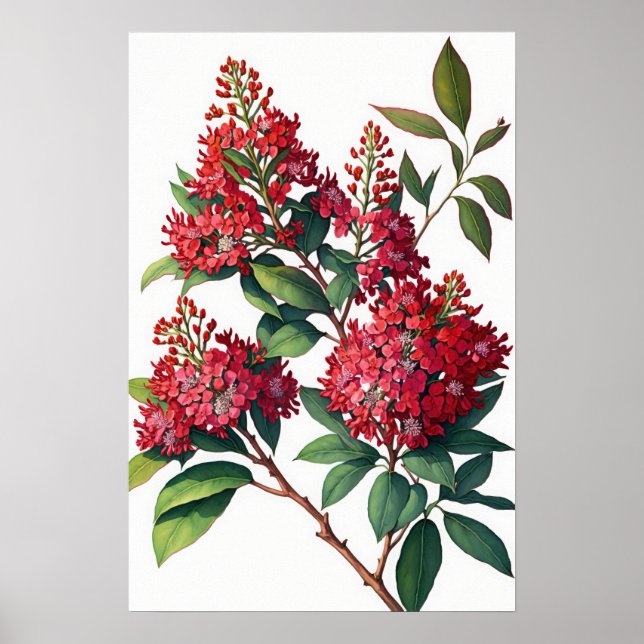 Red Crepe Myrtle Flowers Art Skriv ut Poster (Framsidan)