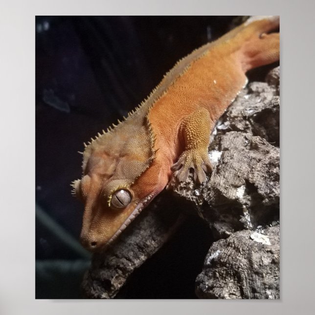 Red Crested Gecko Poster (Framsidan)