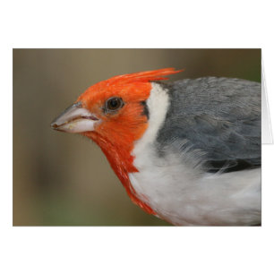 Red Crested Kardinal Hälsningskort