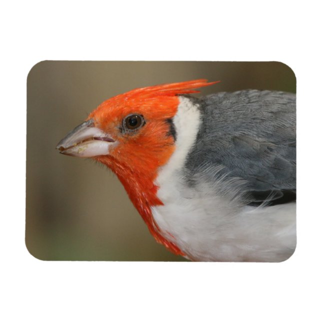 Red Crested Kardinal Magnet (Horisontell)