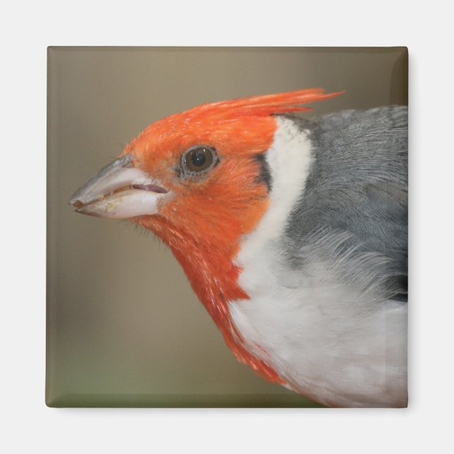 Red Crested Kardinal Magnet (Framsidan)