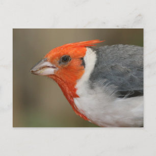 Red Crested Kardinal Vykort
