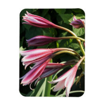 Red Crinum Lily